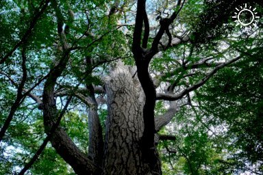 В Крыму неожиданно нашли ещё одно дерево старше тысячи лет