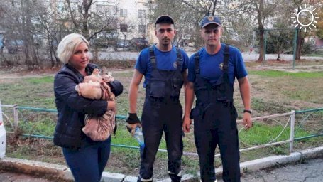 В Крыму спасатели извлекли котёнка из стены