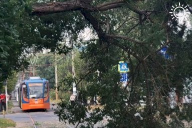 Сильный ветер повалил 25 деревьев в Краснодаре