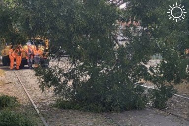 Из-за упавшего дерева в центре Краснодара временно остановились трамваи