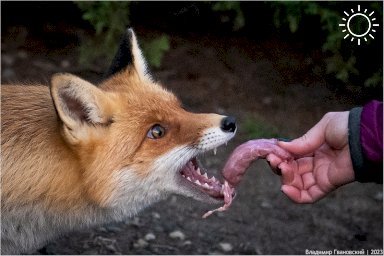 Крымчанин подкармливает и вакцинирует диких лис в Новом Свете