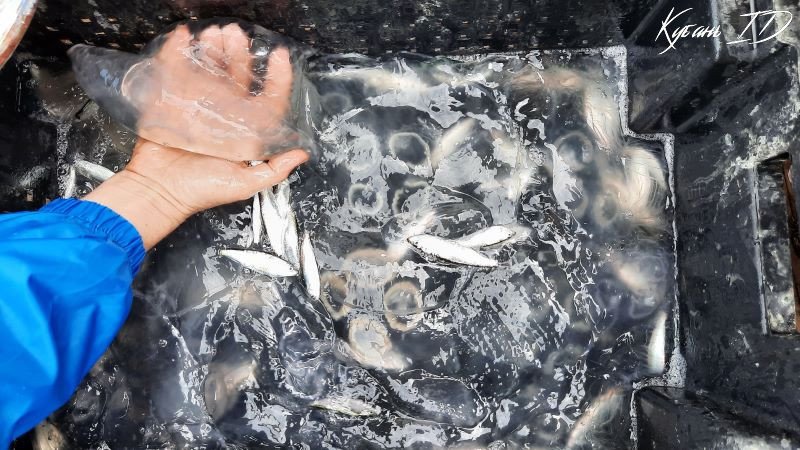 крым Азовское море медузы засолка ученые рецепт