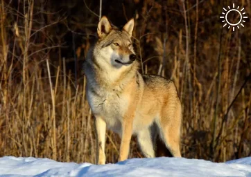 Количество волков в Ростовской области за последние четыре года снизилось на 23%