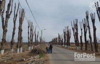 Крымчане и экологи просят ввести мораторий на обрезку деревьев в Симферополе