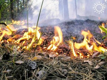 Почти сутки борются пожарные с лесным огнем в Новопокровском районе