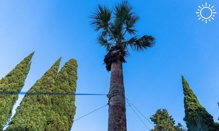 На центральной улице Сочи высадят 80 пальм высотой пять метров