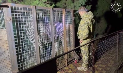 В Крым из новых регионов переехала семилетняя зебра
