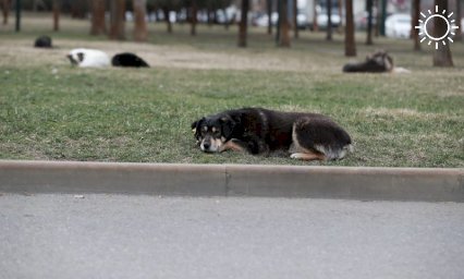 Приют для бездомных собак начали строить в поселке Березовом под Краснодаром