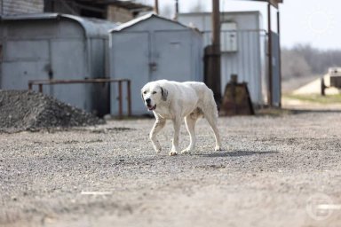 В хуторе Волгоградской области обнаружили бешенство