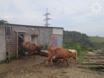 После нападений коров на людей в Сочи организовали рейды по выгулу скота