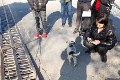Под Новороссийском ливневку вскрыли эвакуатором ради спасения собаки