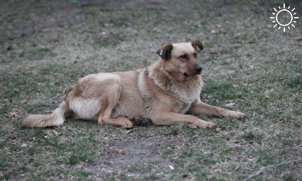 Приют для бездомных животных в Краснодаре построят к лету 2024 года
