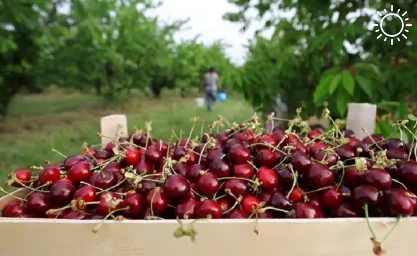 В Ростовской области построят теплицу по выращиванию черешни в закрытом грунте