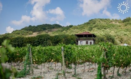 На 20% выросло число алкотуристов на винодельнях Краснодарского края в 2023 году
