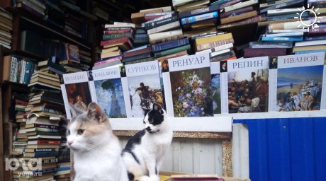 В Краснодаре пройдет гаражная распродажа книг, винила, декора и растений