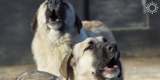 Жители Геленджика пожаловались на буйного соседа, который расстреливает собак