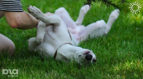 Фризби, дрессировка и танцы с собаками. В Абрау-Дюрсо пройдет Dog-picnic