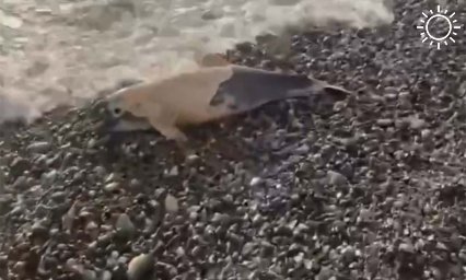 Рядом с рыболовной базой в Сочи нашли шесть мертвых краснокнижных дельфинов