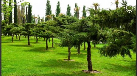 Парк «Краснодар» посадил 54 новых можжевельника