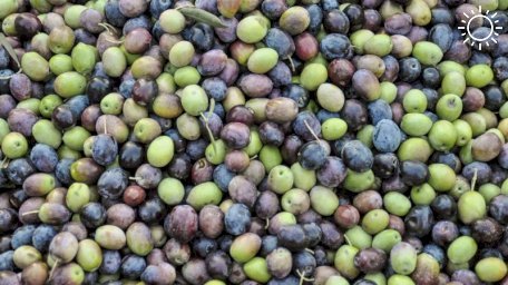 Почему оливки — самый коварный деликатес зимнего Крыма