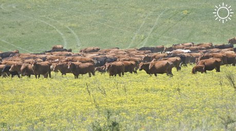 Как в Крыму производят мраморную говядину и при чём здесь лимузин