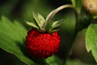 На Кубани в 2022 году выделят более 130 млн рублей на постройку теплиц для ягод