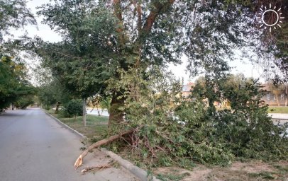 В Астрахани идет омоложение деревьев