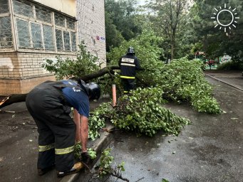 Городские спасатели за минувшую неделю убрали 21 упавшее дерево