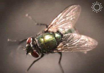 Спасаем дом от мух – полезный способ для жителей Калмыкии