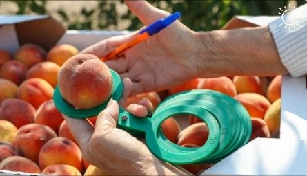 В Запорожской области созрели персики: уже начался сбор урожая