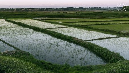 Производство риса в Астраханской области увеличится