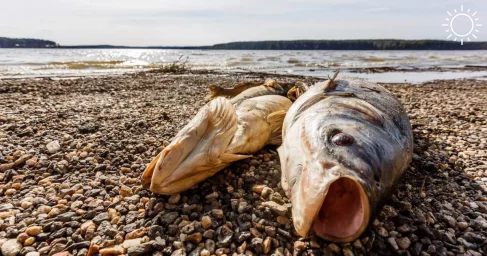 Замор рыбы в Северном водохранилище Ростова-на-Дону
